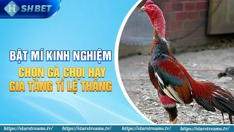 Làm thế nào để chơi trò chơi "Bắn cá" trong một trò chơi cấp độ Laucuagame? - Laucuagame